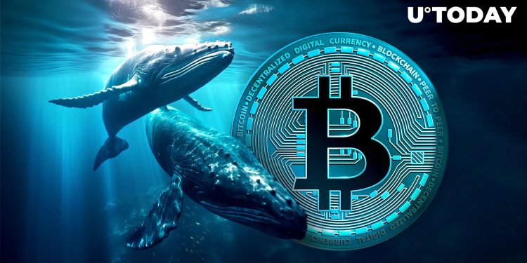 $78 Million Worth of Bitcoin Deposited to Kraken by Major Whale as BTC Plunges