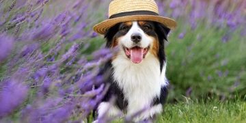 Dogwifhat (WIF) massive pump on Bybit after listing causes market frenzy