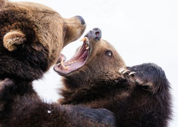 Leaving Behind Bitcoin Sectarianism