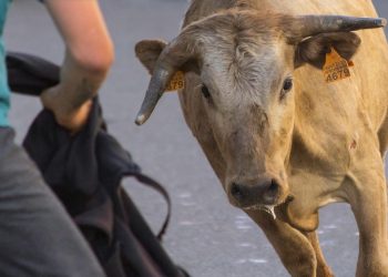 Bitcoin Raises Bull Flag, Formation Triggers Calls For $100,000