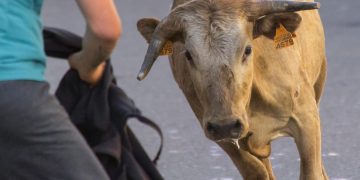 Bitcoin Raises Bull Flag, Formation Triggers Calls For $100,000