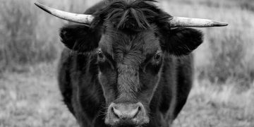 Bullish On Polkadot: Analyst Sees DOT Hitting $15 Soon