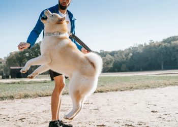 Shiba Inu (SHIB) Price Jumps On Growing Support From 1.4 Million Holders