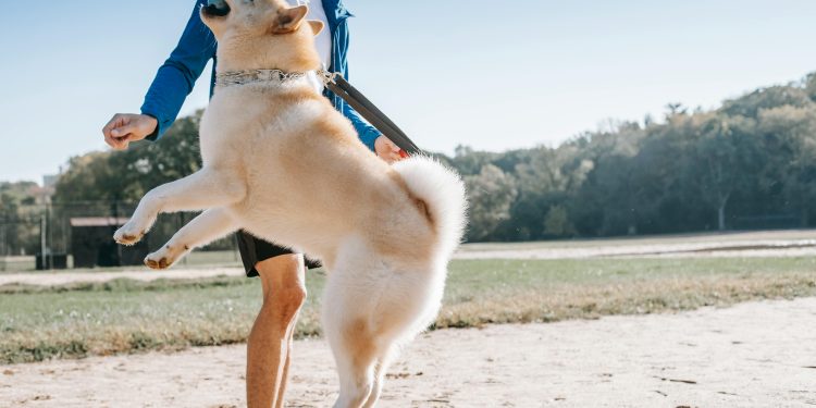 Shiba Inu (SHIB) Price Jumps On Growing Support From 1.4 Million Holders