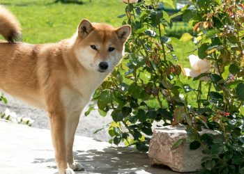 FLOKI And BONK Drop 5% After Revolut Listing Announcement