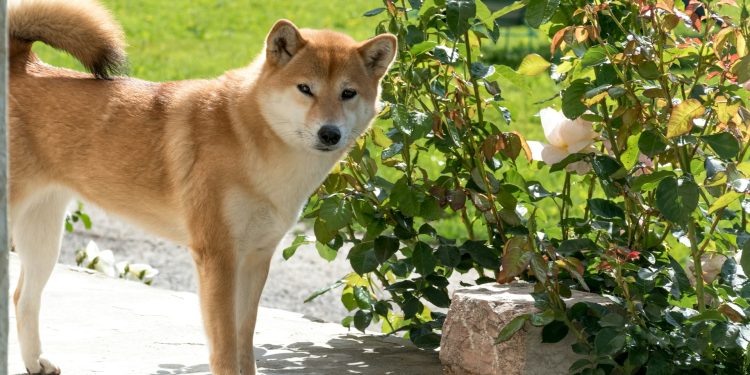 FLOKI And BONK Drop 5% After Revolut Listing Announcement