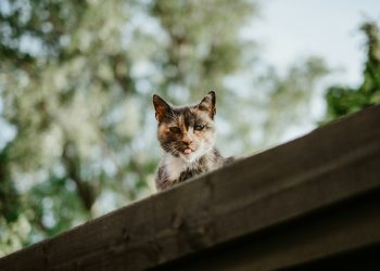 Cat-Themed Memecoin Up 14.9% After Major Exchange Listing