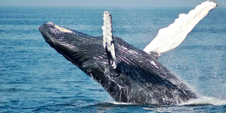 Bitcoin Whale Activity Declining – Why A Turnaround Is Important