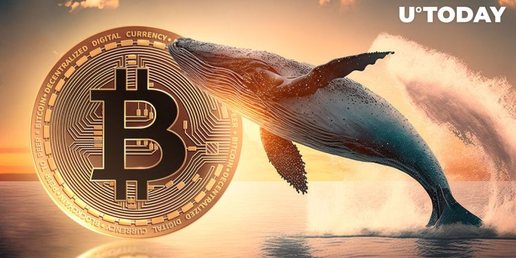 Mysterious Whales Suddenly Shift Millions in Bitcoin After Halving