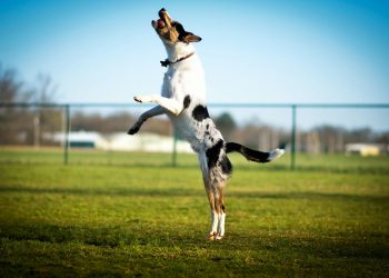 Dogwifhat: Bullish Sentiment To Propel WIF Towards $6.7