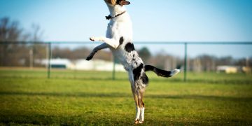 Dogwifhat: Bullish Sentiment To Propel WIF Towards $6.7