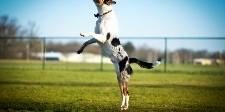 Dogwifhat: Bullish Sentiment To Propel WIF Towards $6.7