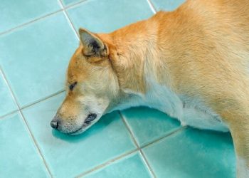 Dogecoin (DOGE) price takes a bow as Shiba Inu Kabosu dies