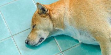 Dogecoin (DOGE) price takes a bow as Shiba Inu Kabosu dies