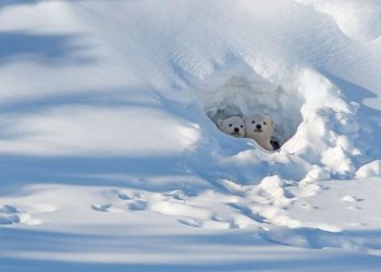 Social Media Booms, But Price Stuck In The Bear Pit