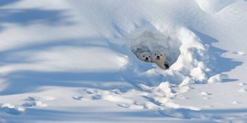 Social Media Booms, But Price Stuck In The Bear Pit