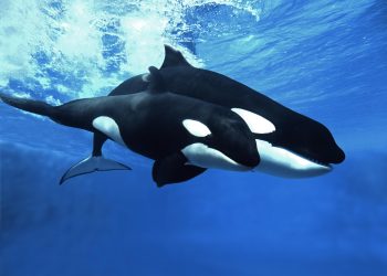 Cardano Whales Return To The Table, Increase Massive Holdings By 10%