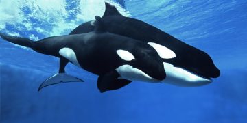 Cardano Whales Return To The Table, Increase Massive Holdings By 10%