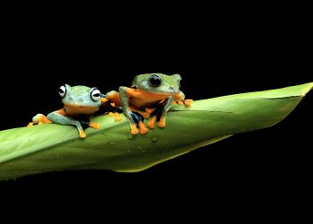 PEPE Primed For A Big Leap: 80% Price Increase Incoming?