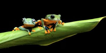 PEPE Primed For A Big Leap: 80% Price Increase Incoming?