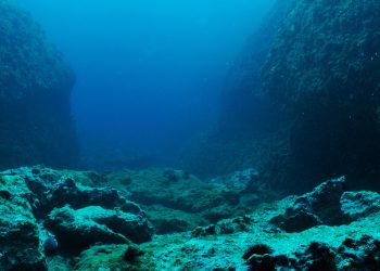 Why Are Ethereum Whales Disappearing?