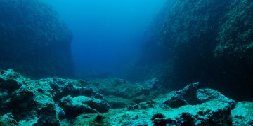 Why Are Ethereum Whales Disappearing?