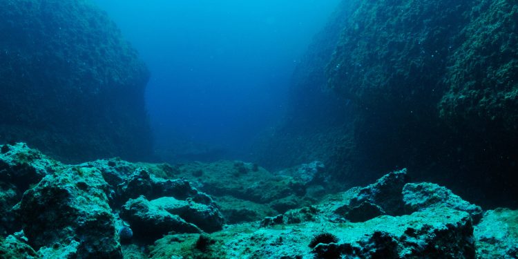 Why Are Ethereum Whales Disappearing?