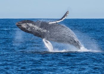 Ethereum Whale Offload Holdings Amidst Market Downturn