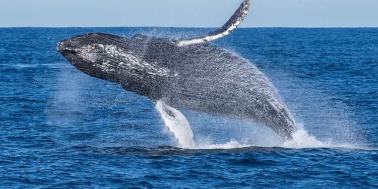 Ethereum Whale Offload Holdings Amidst Market Downturn