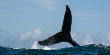 Dogwifhat and Popcat sell-off as whale dumps tokens