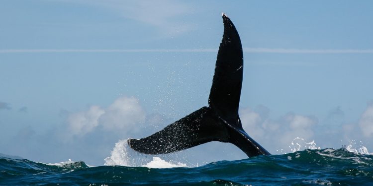 Dogwifhat and Popcat sell-off as whale dumps tokens