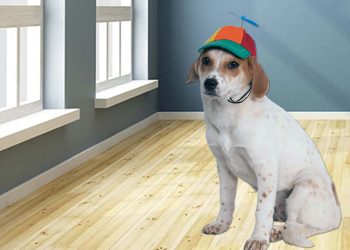 WIF Price Crashes 15% – Will The Freefall Continue?