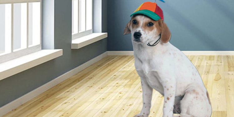 WIF Price Crashes 15% – Will The Freefall Continue?