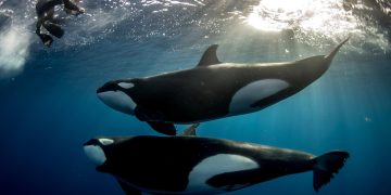 Follow The Whales? Arthur Hayes Buys Pendle, Token Soars 25%