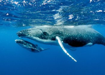 Bitcoin Buoyed By Big Money: Whales Accumulate Heavily