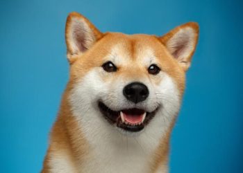 Dogecoin Whales Buy $112 Million Worth Of DOGE
