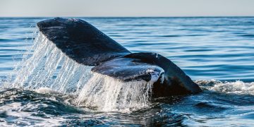 Curve DAO price soars amid fresh whale accumulation