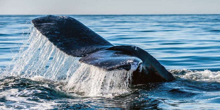 Curve DAO price soars amid fresh whale accumulation