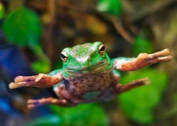 HOPPY price prediction as Tequila (JULIO), a new Solana meme coin, readies for launch