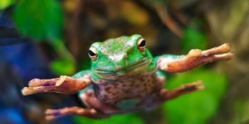 HOPPY price prediction as Tequila (JULIO), a new Solana meme coin, readies for launch