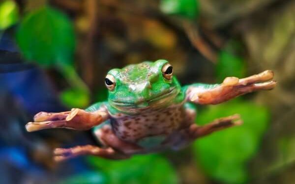 HOPPY price prediction as Tequila (JULIO), a new Solana meme coin, readies for launch