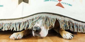 Is Dogwifhat (WIF) Out? Price Tanks 15% On Whale Exodus