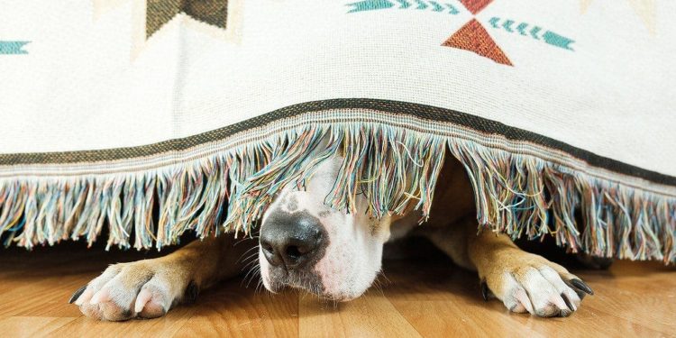 Is Dogwifhat (WIF) Out? Price Tanks 15% On Whale Exodus