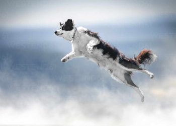 Dogwifhat (WIF) Jumps 21% As Analysts See $4.5 Price Tag