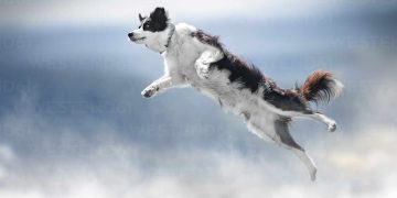 Dogwifhat (WIF) Jumps 21% As Analysts See $4.5 Price Tag
