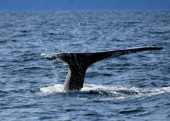 Buy The Dip? XRP Whales Doing Exactly That