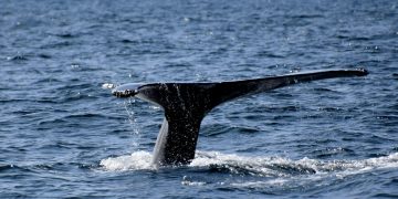 Buy The Dip? XRP Whales Doing Exactly That