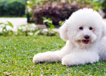 Bitcoin dips below $57k as Poodlana presale commences in two weeks