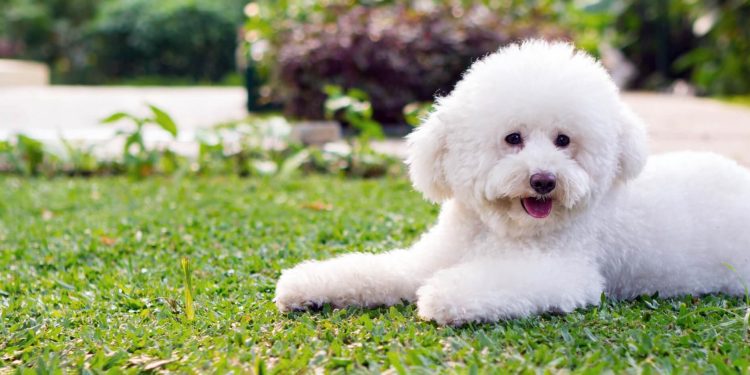 Bitcoin dips below $57k as Poodlana presale commences in two weeks