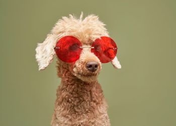 SOL shorts suffer as price surges; Solana’s Poodlana hits $3 million milestone